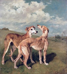 Galgos